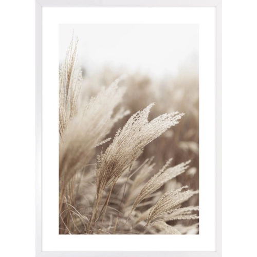 OBRAZ PAMPAS GRASS IN THE SUN NO.1 Suszona trawa pampasowa w słońcu